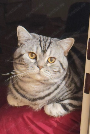 BKH Silver Tabby - Deckkater Elvis mit Erfahrung