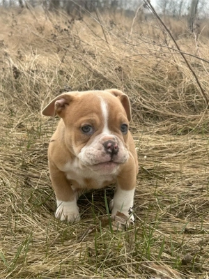 wunderschöne old english bulldog welpen