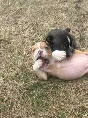 wunderschöne old english bulldog welpen