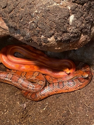 0,1 Amelanistic Motley-x-striped Kornnatter 