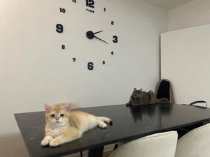 bkh black golden shaded (junge, ca. 5-6 monate alt) und mix rasse (mädchen, ca. 10 monate alt)