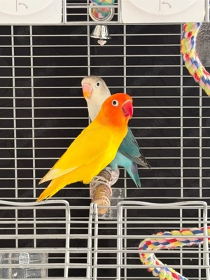 Unzertrennliche, Agaporniden, Pfirsichköpfchen,