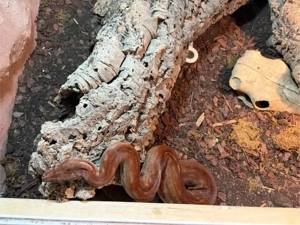 boa constrictor imperator 