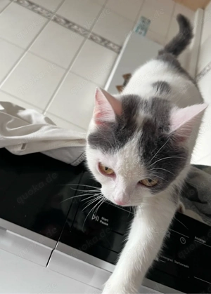 gürkchen sucht neues zuhause 