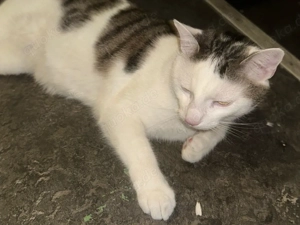 Liebevolles Zuhause für jungen Kater gesucht