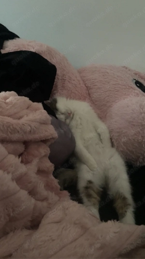 Süsse Katze Mini sucht ein Liebevolles Zuhause