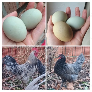 Silverudds bla Hahn und Henne (SFK Europe) Grünleger