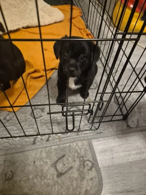 Rüde sucht großes Herz 