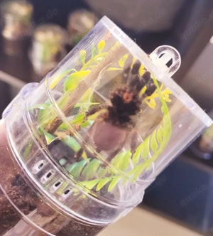 Avicularia juruensis MT2 ex Peru purple 