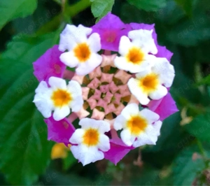 Escort bietet 3000 - 5000 die Woche 