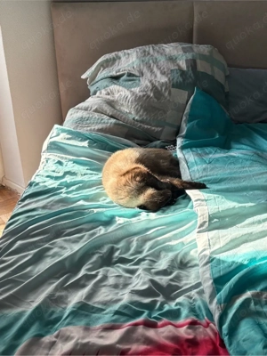 verkauft wird hier eine weibliche katze 