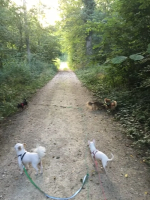 Hundepension, Hundesitting, Hundesitter, Hundebetreuung