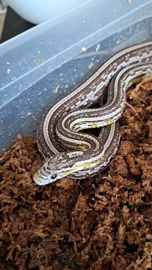 Kornnatter Männchen Zeus