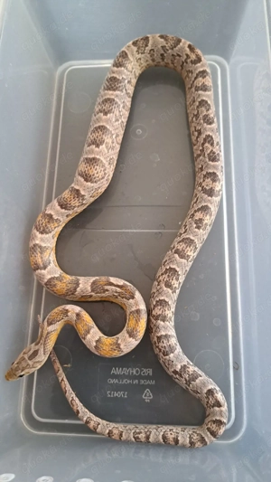 Kornnatter Männchen Thor