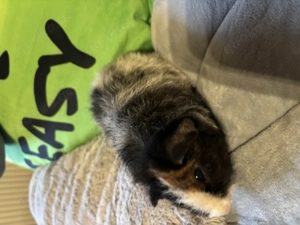 Meerschweinchen Weibchen abzugeben 