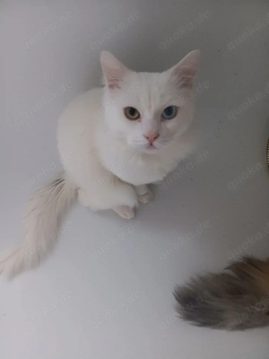 Kater 14 Monate sehr lieb 