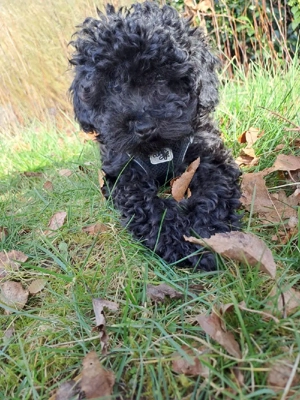 Wuff wuff drei kleine toypudelmädchen