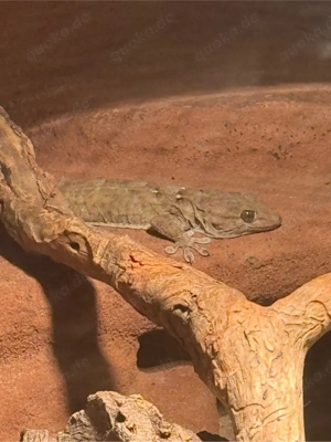 1.1 Weißpunkt Mauergecko paar inklusive terrarium 