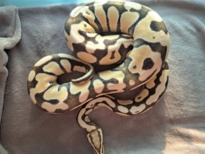 Gruppen Deals Hamm: Königspython Königspythen 