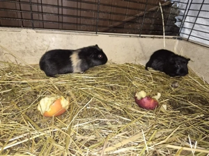 Meerschweine  Männlich