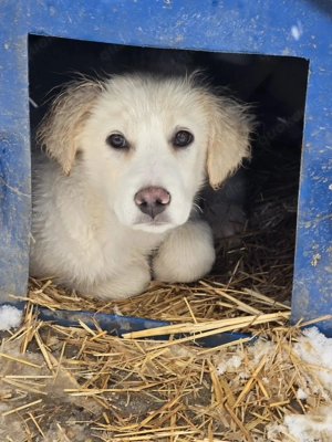 Beto, sensibler Welpe sucht neues Zuhause Bild 2