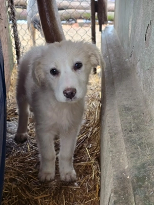 Beto, sensibler Welpe sucht neues Zuhause Bild 11