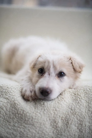 Beto, sensibler Welpe sucht neues Zuhause Bild 9