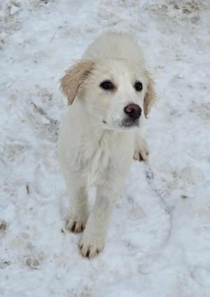 Beto, sensibler Welpe sucht neues Zuhause Bild 16