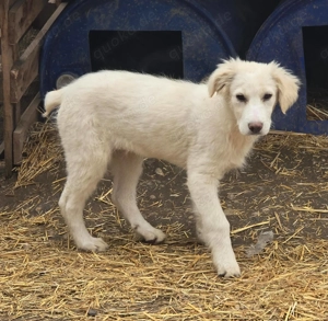 Beto, sensibler Welpe sucht neues Zuhause