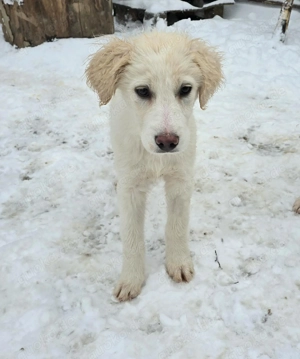 Beto, sensibler Welpe sucht neues Zuhause Bild 17