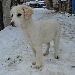 Beto, sensibler Welpe sucht neues Zuhause Bild 23