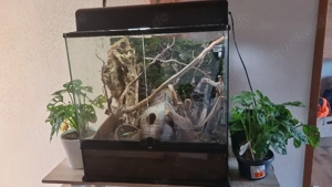 60 45 60 exo terrarium (kronengecko)