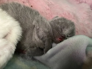 Zwei männliche reinrassige Britisch Kurzhaar Katzen (BKH).