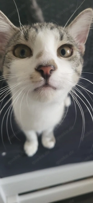 Europäische Kurzhaar Katze sucht ein neues liebevolles zuhause 