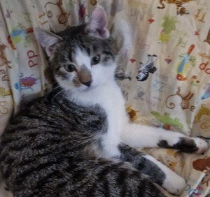 Süßer Katze Abzugeben