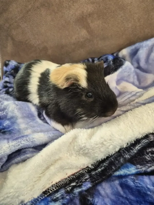 Baby Meerschweinchen Böcke suchen ein liebevolles Zuhause 