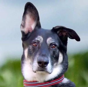 Bailey Boy - 5 Jahre - Schaefer Mix - Tierhilfe Franken e.V.