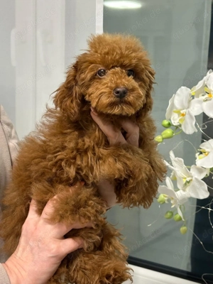 Toypudel zwergpudel Mädchen 