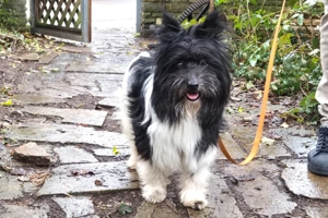 Zeda - 1 Jahr - Mix - Tierhilfe Franken e.V. Bild 3