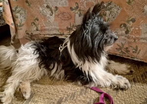 Zeda - 1 Jahr - Mix - Tierhilfe Franken e.V. Bild 10