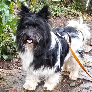 Zeda - 1 Jahr - Mix - Tierhilfe Franken e.V. Bild 2