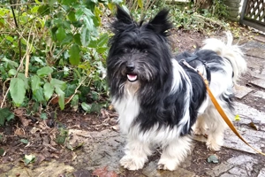 Zeda - 1 Jahr - Mix - Tierhilfe Franken e.V.