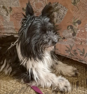 Zeda - 1 Jahr - Mix - Tierhilfe Franken e.V. Bild 8