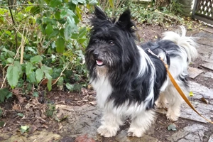 Zeda - 1 Jahr - Mix - Tierhilfe Franken e.V. Bild 7