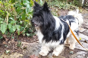 Zeda - 1 Jahr - Mix - Tierhilfe Franken e.V. Bild 9