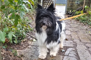 Zeda - 1 Jahr - Mix - Tierhilfe Franken e.V. Bild 4