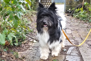 Zeda - 1 Jahr - Mix - Tierhilfe Franken e.V. Bild 6