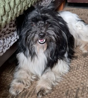 Zeda - 1 Jahr - Mix - Tierhilfe Franken e.V. Bild 5