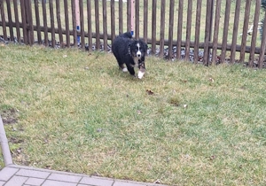 Australian Shepherd Welpen  Bild 5