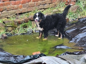 Australian Shepherd Welpen  Bild 3